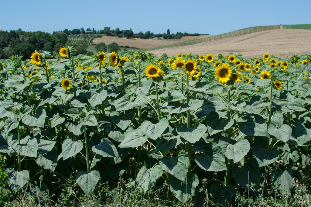 Girasoli. La tappa Siena - Ponte d'Arbia